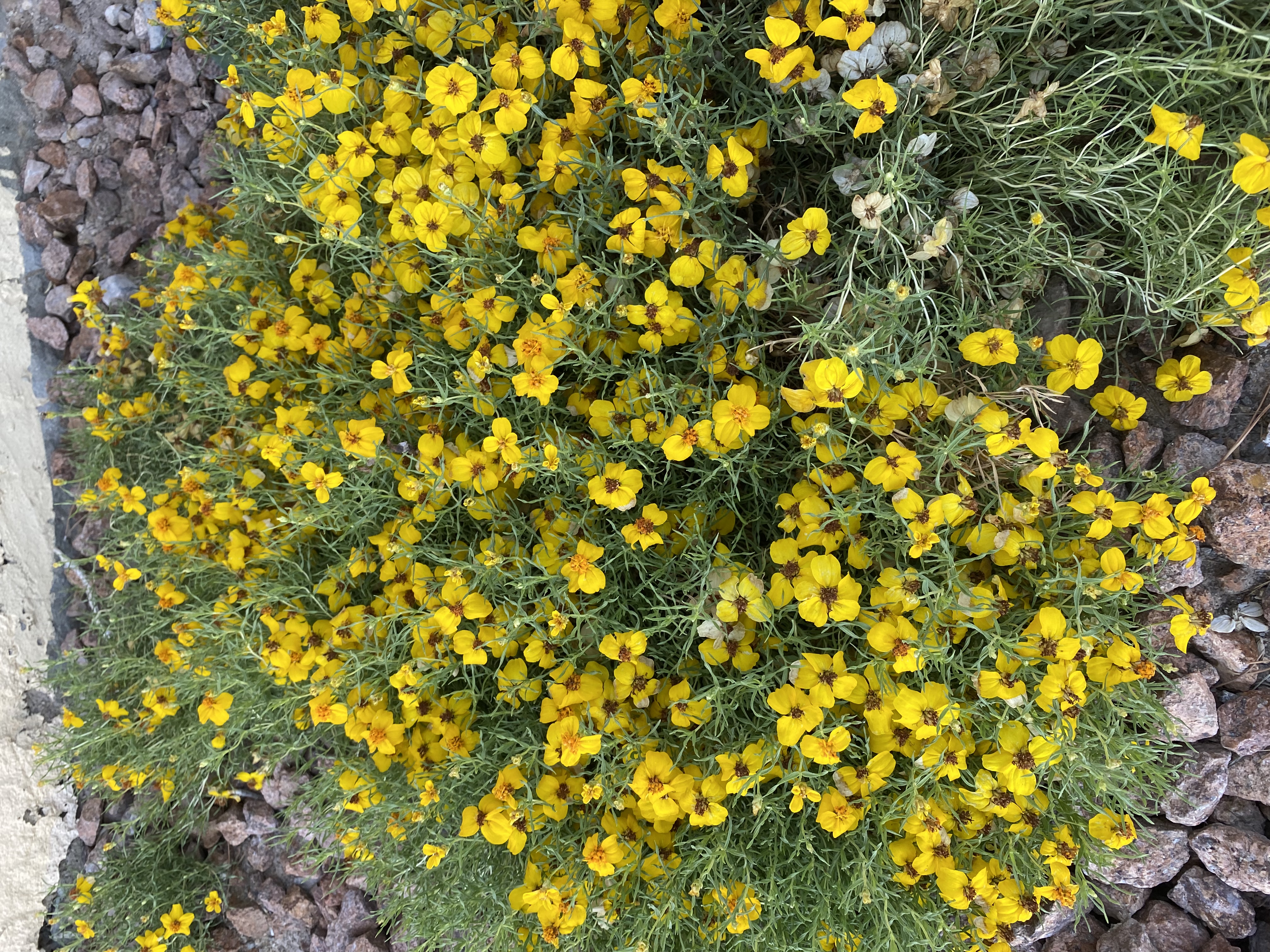 Prairie zinnia (Zinnia grandiflora)