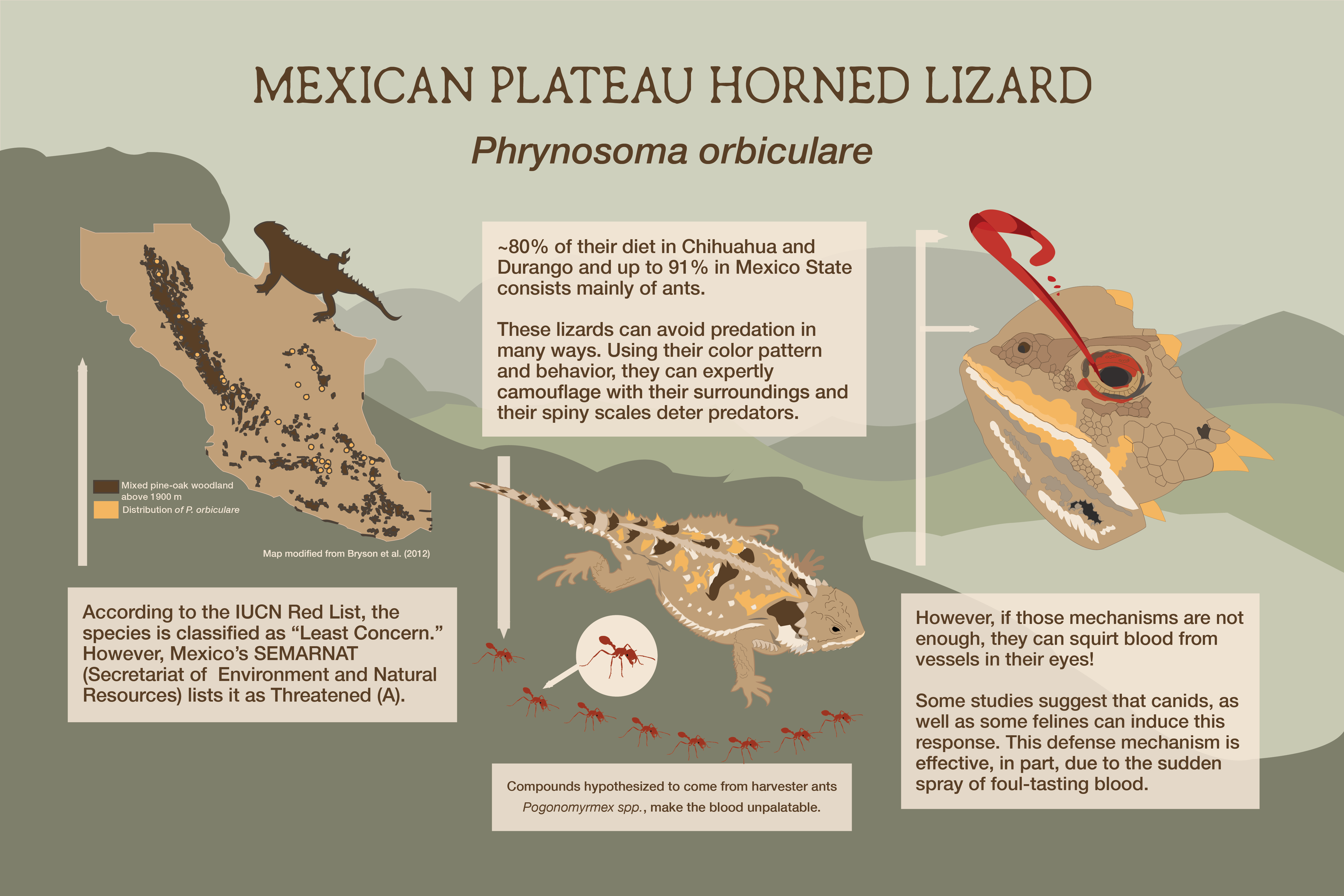 Mexican Plateau Horned Lizard poster