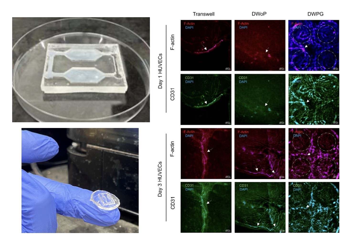 Set of 3D images and scans