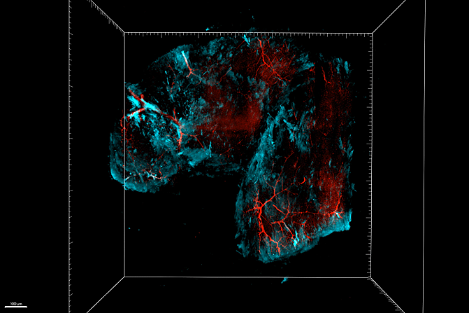 Publication in Biochemistry and Biophysics Reports