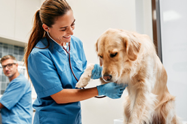 Animal Healthcare Training