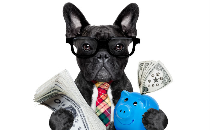 French bulldog wearing glasses holds a piggy bank and a pile of cash.