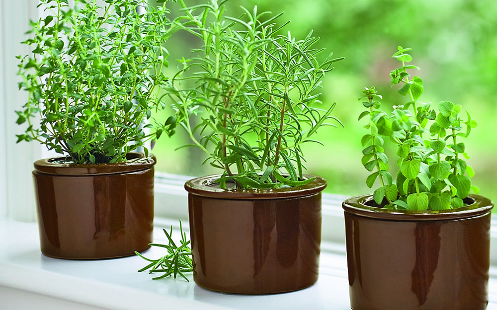8920-herbs-on-windowsill.jpg