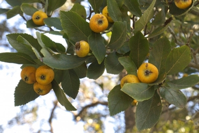 Mexican hawthorn tree, fruits and leaves