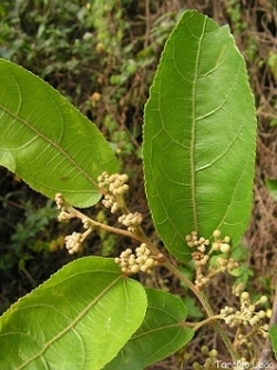 Guazuma hojas
