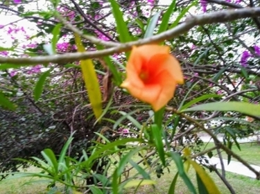 Flor de Thevetia spp.
