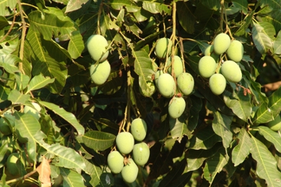 Arbol del mango africano