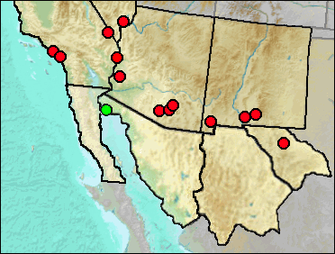 Distribution of fossil Rhinocheilus lecontei