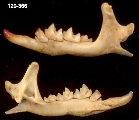 lateral and medial views of Notiosorex harrisi dentary