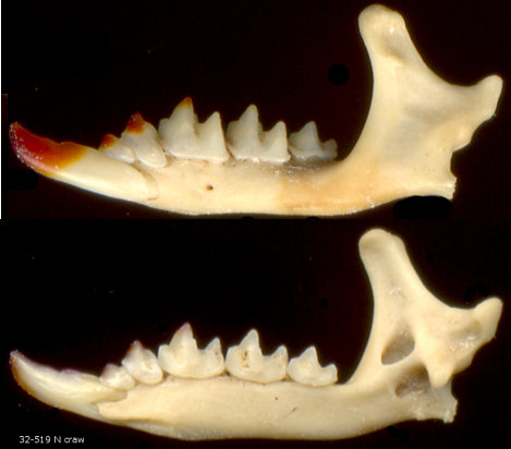 lateral and medial views of Notiosorex dalquesti dentary