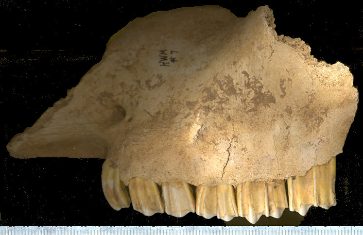 Left maxilla with dentition of Bison antiquus