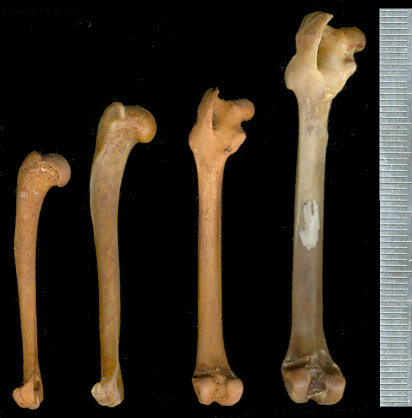 Comparison of the humerus and femur of Brachylagus and Sylvilagus