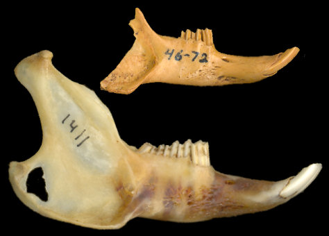 Comparison of dentaries of Brachylagus and Sylvilagus