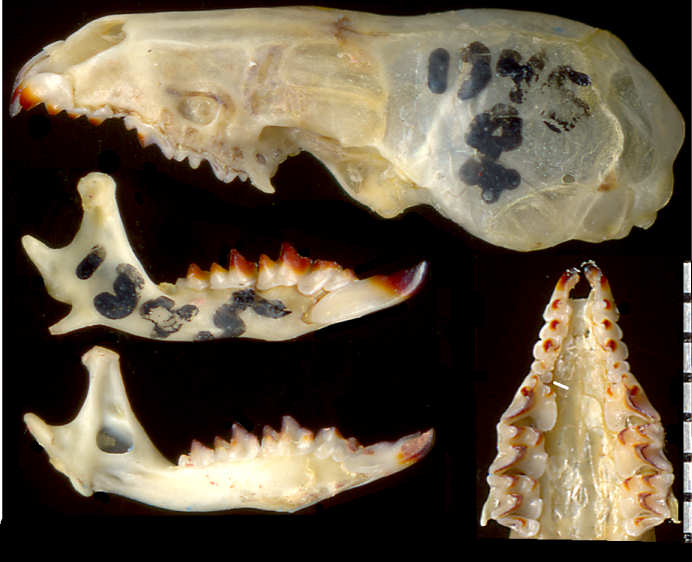 Skull and dentaries of Cryptotis parva