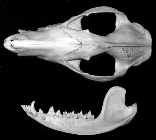 Skull and dentary of Didelphis