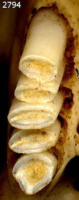 Right upper cheek dentition of Geomys arenariius
