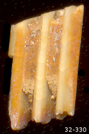 Lateral view of Microtus tooth.