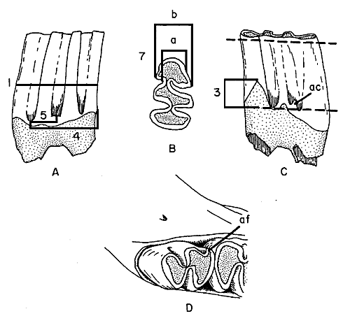 Measurements of Neotoma m1