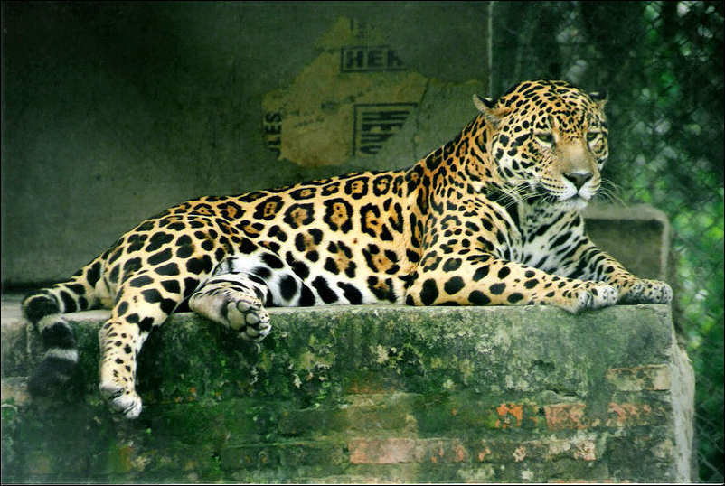 Image of Panthera onca by Lea Maimone