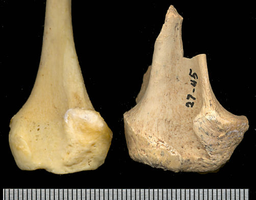 Proximal fibula of Panthera tigris compared to fossil Panthera atrox
