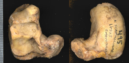 Left scapholunar of Ursus americanus