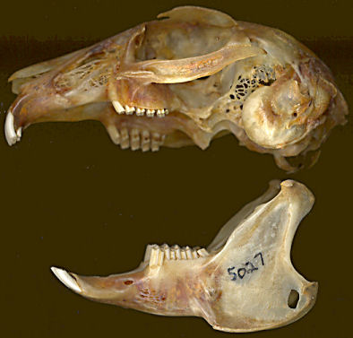 Skull and mandibles of Sylvilagus audubonii