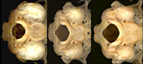 Posterior ventral view of Sylvilagus audubonii, Sylvilagus nuttallii, and Sylvilagus cognatus skulls