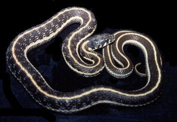 Thamnophis cyrtopsis, photo by Carls S. Lieb
