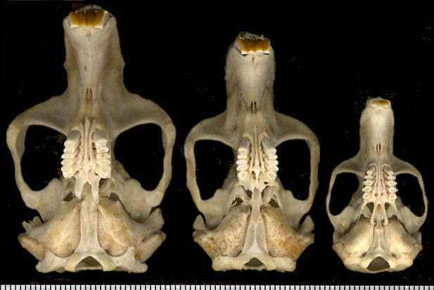 Ventral views of three genera of pocket gophers.