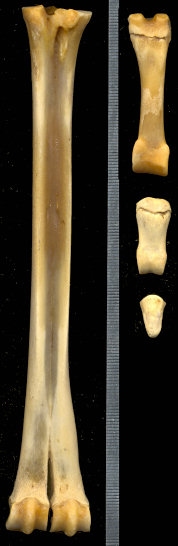 Metatarsals; first, second, and third phalanges of Vicugna vicugna