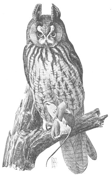 Asio otus, from Coues 1903