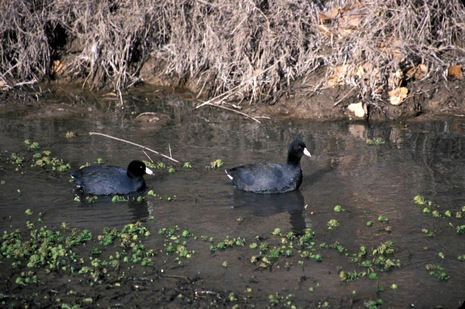 NBII photo by John J. Mosesso of American Coots