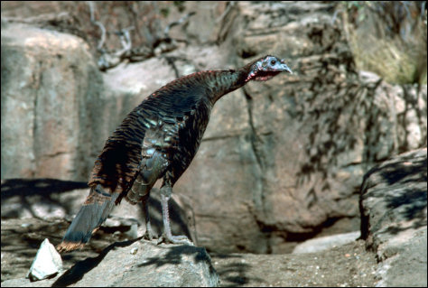 Meleagris gallopavo, photo by Gary M. Stolz, US Fish and Wildlife Service