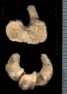 Tyto alba proximal and distal ends of left tarsometatarsus,UTEP 31-14