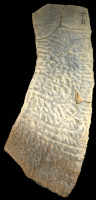 Costal plate of Trachemys gaigeae/scripta