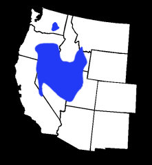 Current geographic range of Brachylagus