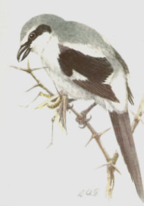 Lanius ludovicianus, painting by L. A. Fuentes