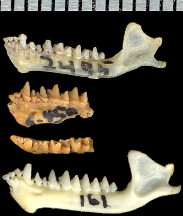 Comparison of Myotis evotis and M. velifer with tentatively identified M. rectidentis