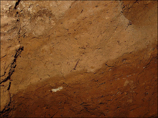 Bat fossils in guano, photo by Paul J. Morris