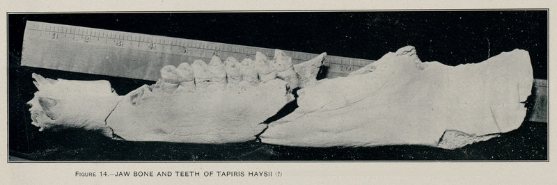 Tapir jaw from El Paso