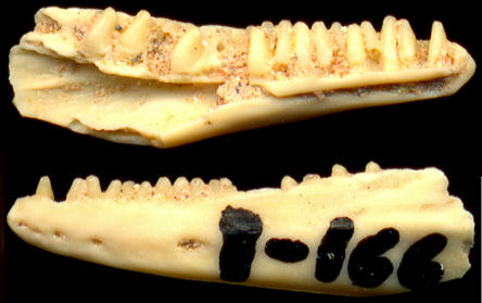 Dentary of Phrynosoma hernandesi