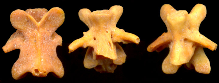 Three vertebrae of Ambystoma from Dark Canyon Cave