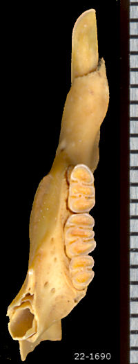 Fossil Neotoma ? goldmani dentary
