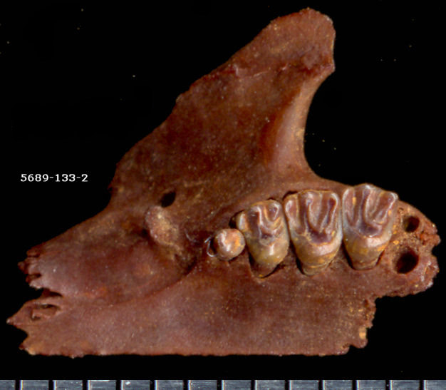 Left maxilla and p3-m2 of Neotamias from U-Bar Cave