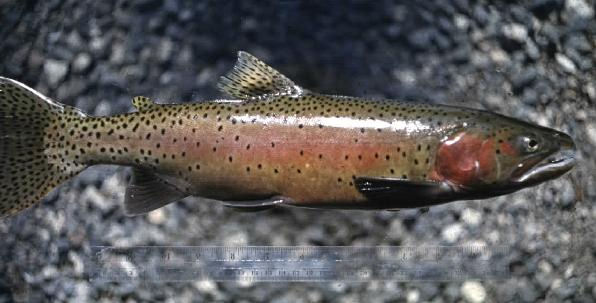 Cutthroat Trout; USF & W image