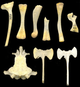 Skeletal elements of Scaphiopus couchii