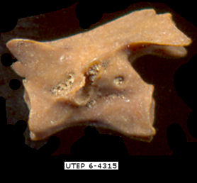 Fossil vertebra of Ambystoma mavortium