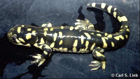 Barred Tiger Salamander; Carl Lieb photograph
