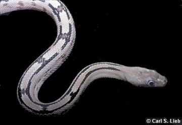 Trans-Pecos Rat Snake. Photograph by Carl S. Lieb.