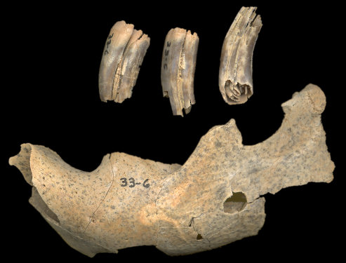 Dentary and teeth of fossil beaver (Castor canadensis)